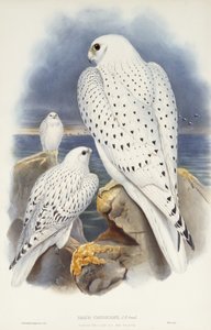 グリーンランドファルコン、1862-1873 作： John Gould